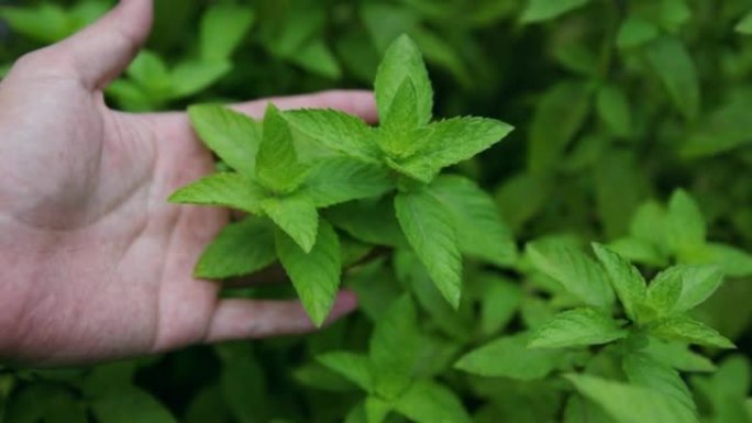 手触摸新鲜薄荷叶食材