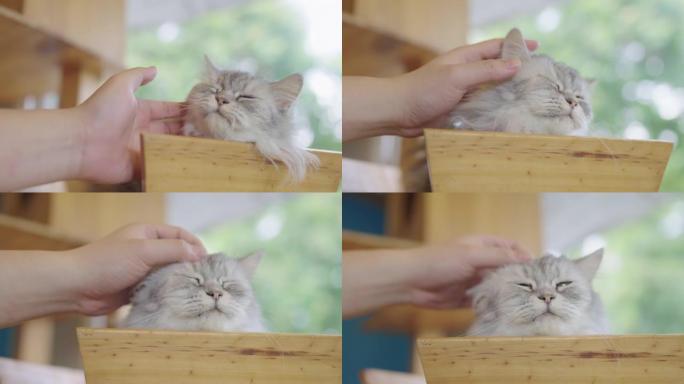 拍拍一只坐在架子上的可爱的波斯猫。