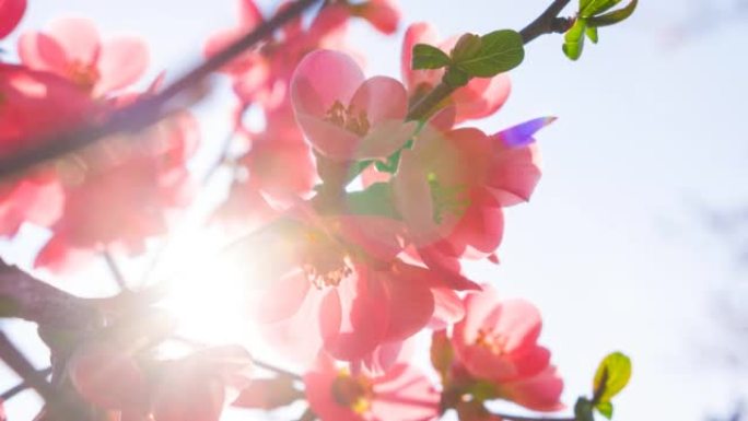 阳光照射下美丽的樱花