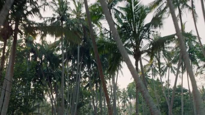 热带岛屿上的棕榈树美丽的度假旅游目的地介绍概念