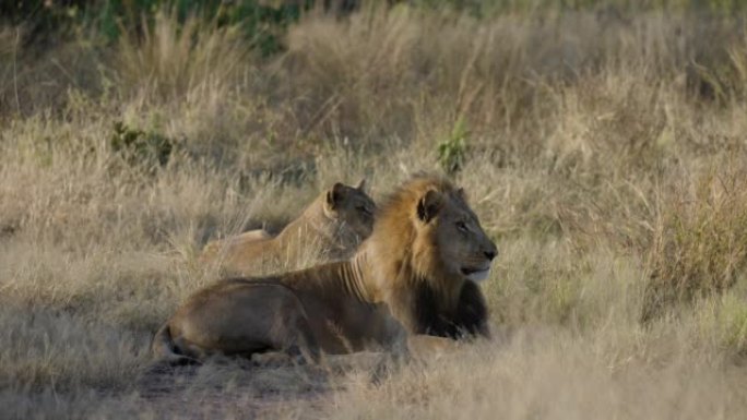 特写侧视美丽雄狮躺着看着相机，旁边的母狮