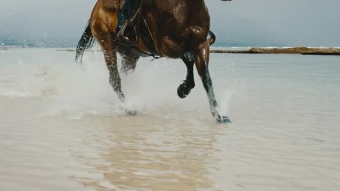 水中强大雄伟的马