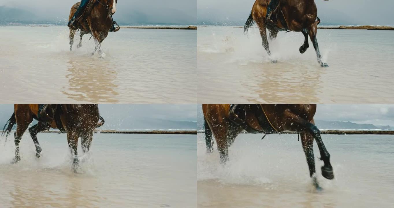 水中强大雄伟的马