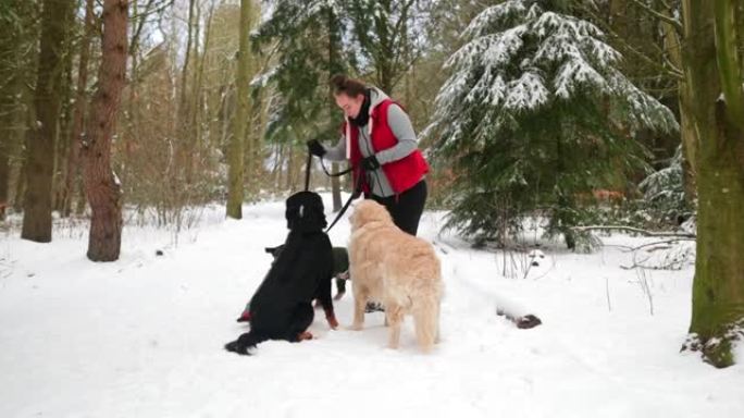 每个人都坐着雪地遛狗人与狗给狗做检查