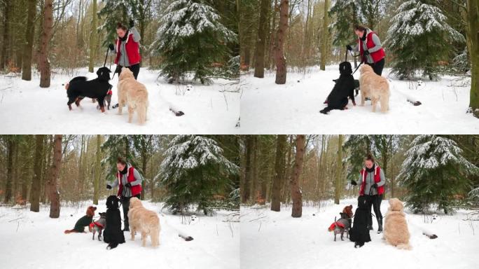 每个人都坐着雪地遛狗人与狗给狗做检查