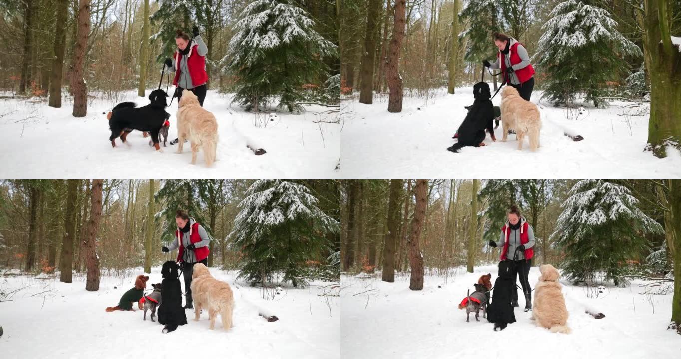 每个人都坐着雪地遛狗人与狗给狗做检查