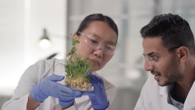 技术人员在实验室中检查绿芽