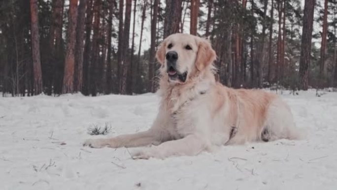 雪林中的金毛猎犬雪中犬雪地上的狗