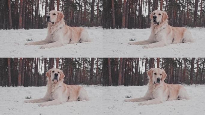 雪林中的金毛猎犬雪中犬雪地上的狗