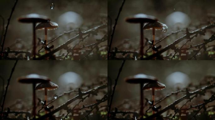 超级SLO MO液滴落在薄雾森林中的阳伞蘑菇的帽子上