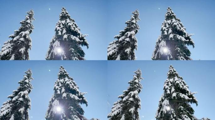 镜头耀斑: 明亮的冬季阳光照在白雪覆盖的松树树冠上。