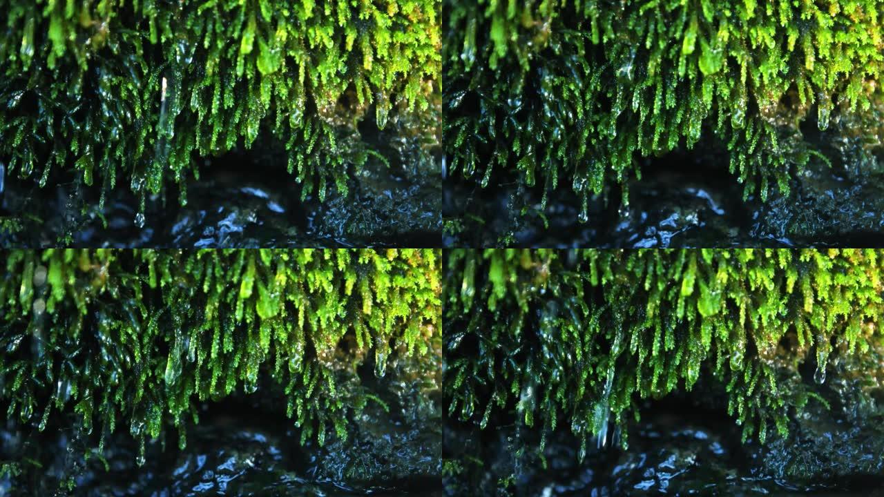 苔藓上的运球水从绿色苔藓上滴落