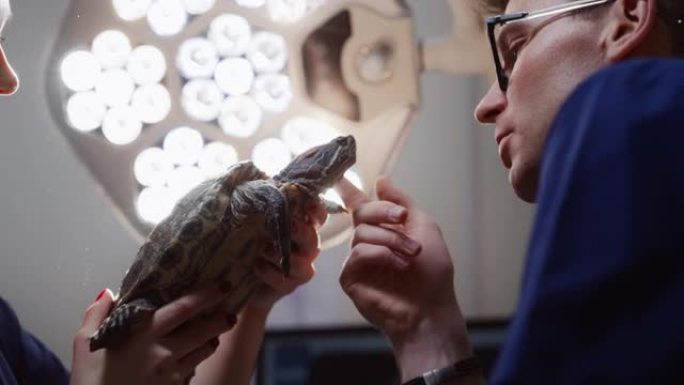 雌性和雄性兽医正在检查一只愈合的乌龟头和爪子。现代兽医诊所的专业兽医正在检查一只皮肤上有美丽抽象图案