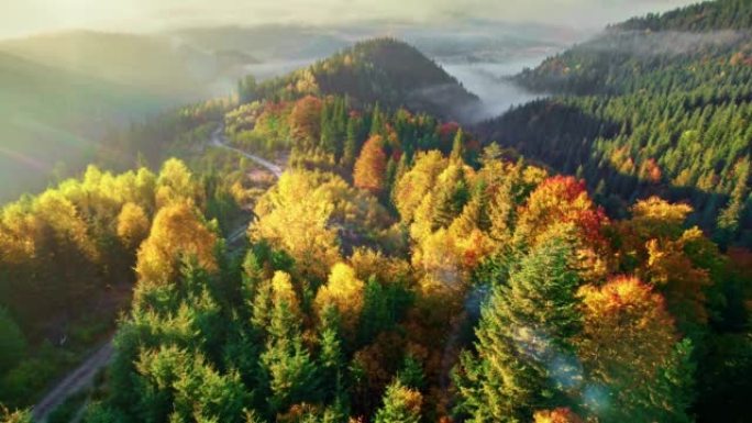 日出时在迷雾山脉中鸟瞰五颜六色的秋树。山里的金秋。美丽的阳光明媚的早晨，秋天的橘红色树木和山谷中的轻