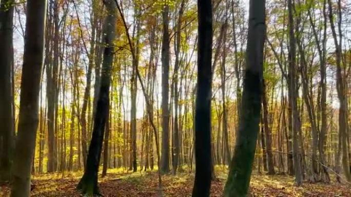 镜头耀斑温暖的阳光照进宁静的树林在秋天变色