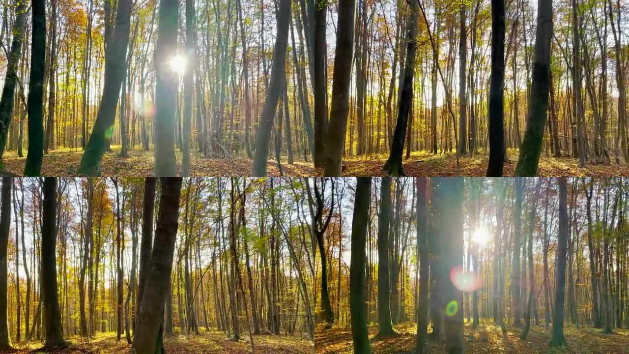 镜头耀斑温暖的阳光照进宁静的树林在秋天变色