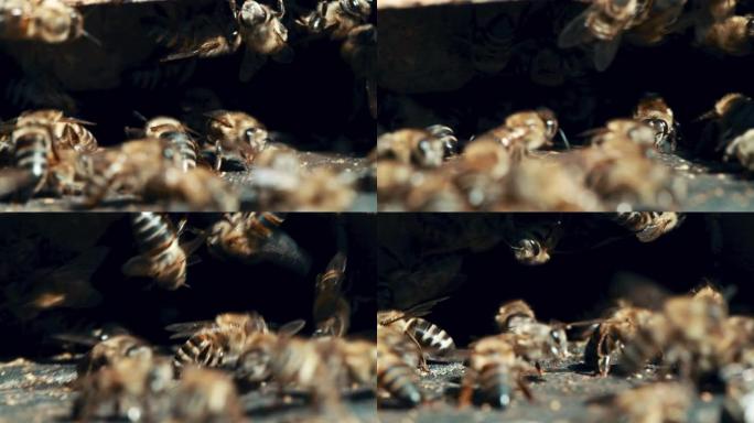 一个蜂场上繁忙的蜂箱的4k视频片段