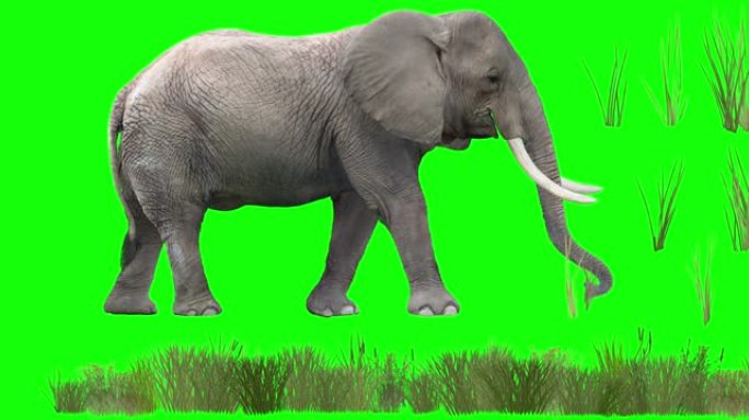 非洲大象放牧视频素材