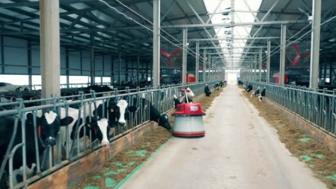 牲畜牛棚中的自动饲料推进器