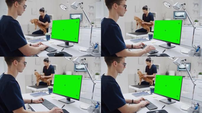 兽医诊所的医生在带有绿屏模拟显示的台式计算机上工作。女兽医用听诊器诊断一只红色的缅因浣熊猫