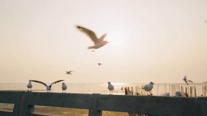 日落时的海鸥群日落海鸥飞翔