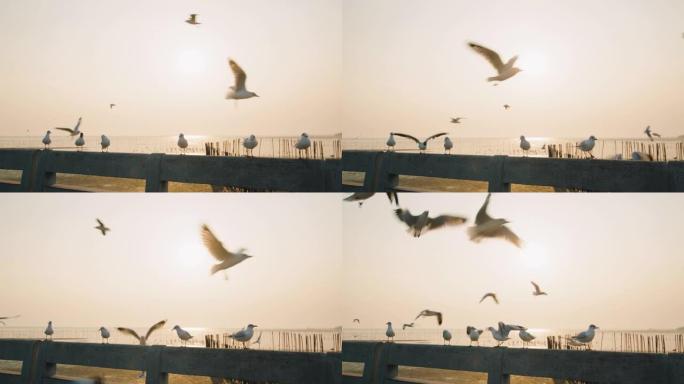 日落时的海鸥群日落海鸥飞翔