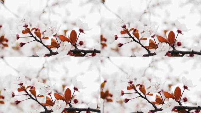 春梅树花在风中白花花枝树枝