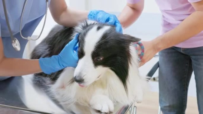 兽医检查狗的耳朵