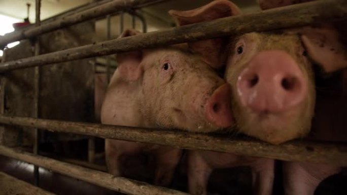 猪的特写镜头，它们的鼻子通过圈养建筑的围栏