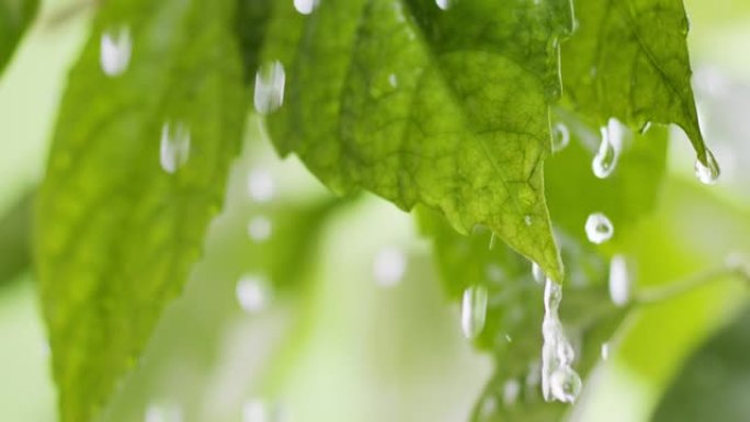水滴滚落绿色的新鲜叶子，然后掉下来。雨中的大自然。潮湿的夏季绿叶。慢动作镜头