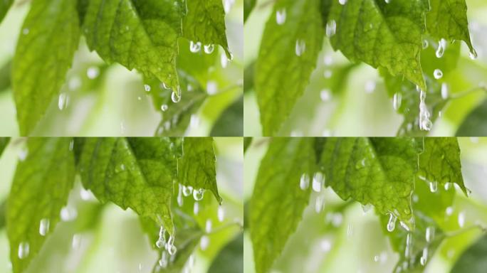 水滴滚落绿色的新鲜叶子，然后掉下来。雨中的大自然。潮湿的夏季绿叶。慢动作镜头