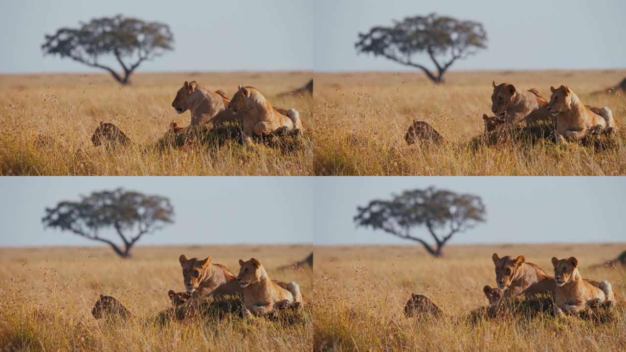 狮子的慢动作骄傲躺在阳光明媚的高草丛中。马赛马拉国家保护区