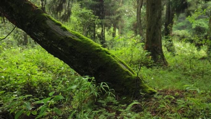 森林中有苔藓的树枝