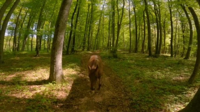 肖像: 从绿色树梢到棕色柯尔特，跟随他的母马