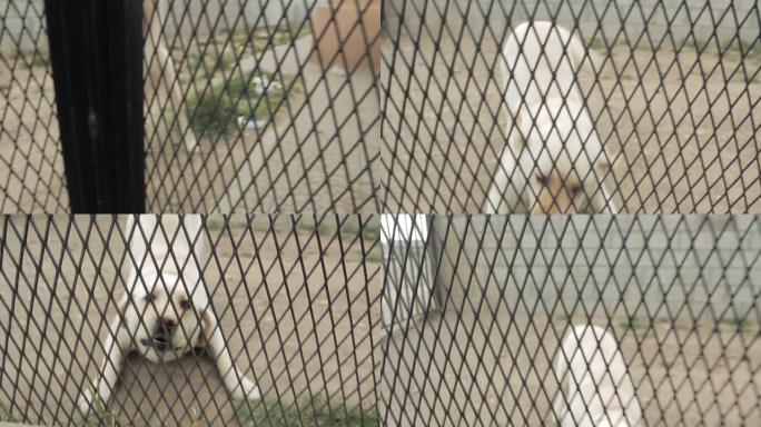 白色拉布拉多寻回犬在篱笆后面。