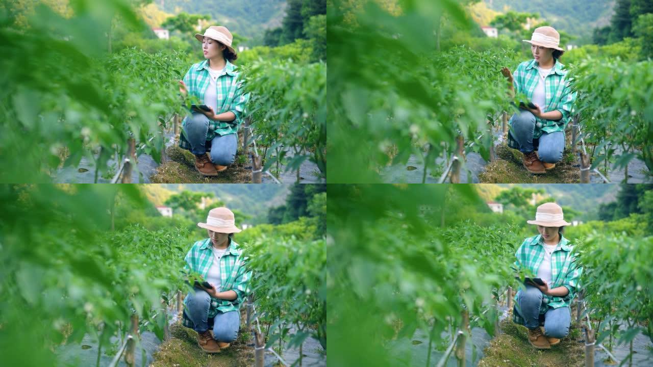 亚洲农民在辣椒田上使用数字平板电脑