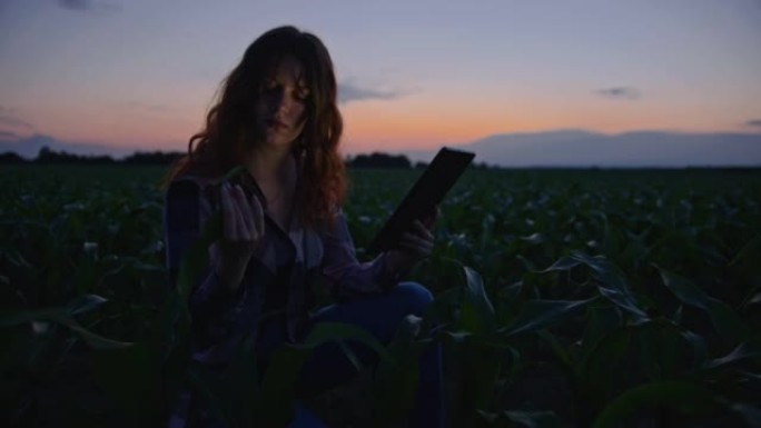 SLO MO年轻的女农民在对玉米植物进行质量控制时使用数字平板电脑