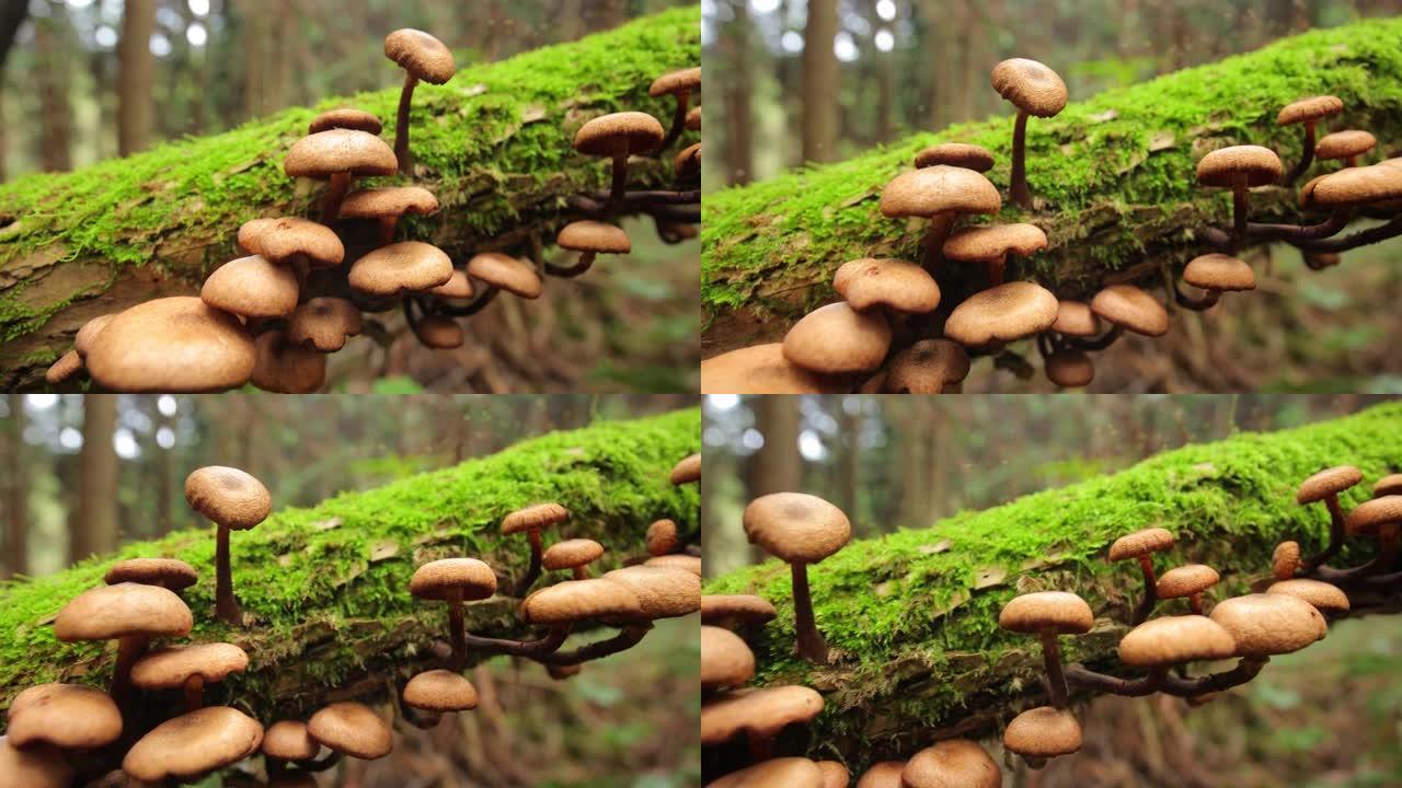 龋科树枝上的蘑菇雨后的蘑菇真菌