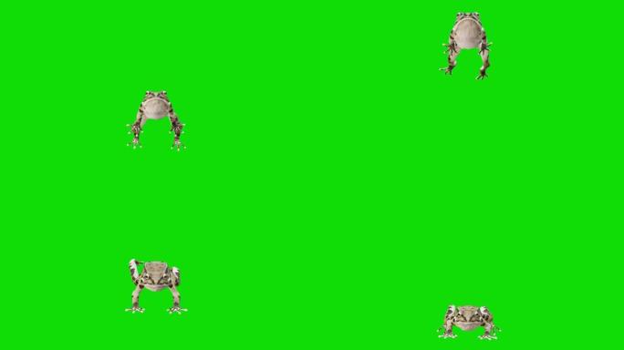 在绿色屏幕上运行慢蛙。动物的概念，野生动物，游戏，返校，3d动画，短视频，电影，卡通，有机，色键，人