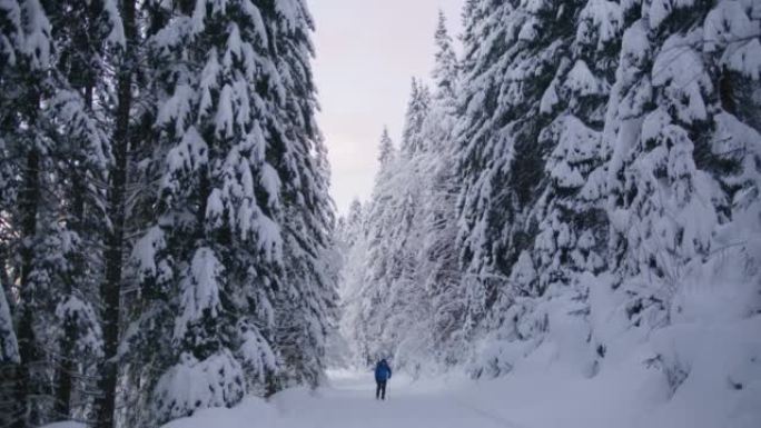 SLO MO徒步旅行者走过寒冷的森林