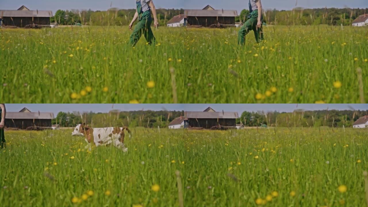 SLO MO Young farmer带着一只小小牛在草地上散步
