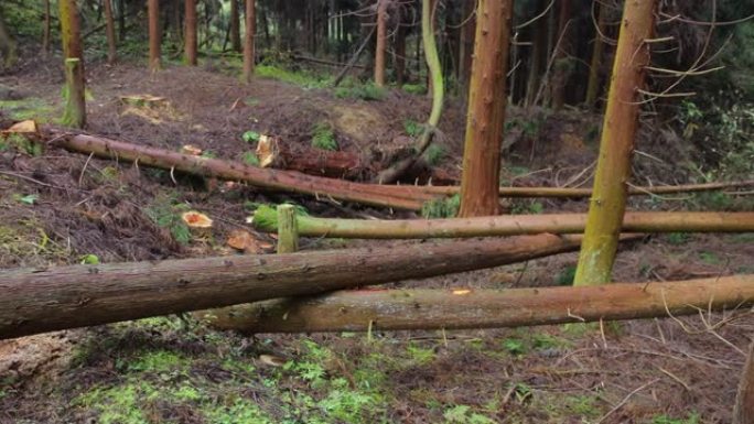 砍伐天然林伐木乱砍乱伐伐木工电锯