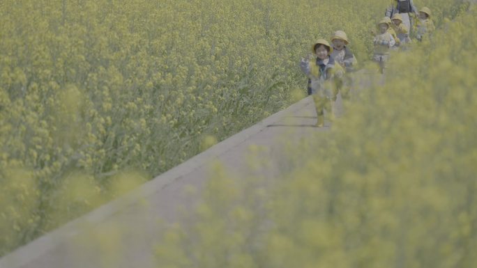 油菜花人群