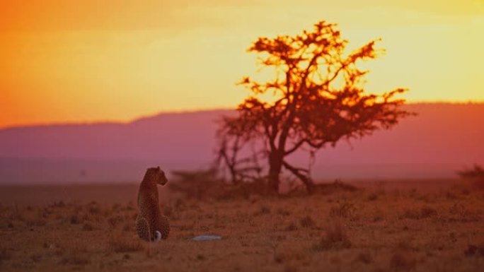 日落时分，慢动作豹坐在野生动物保护区的田野里，望着远处