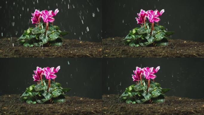 粉红色仙客来Persicum植物在土壤中被浇水或在慢动作中雨射的侧视图