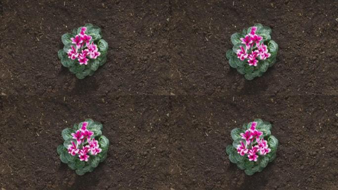 从土壤中生长出粉红色花朵的仙客来植物的头顶序列