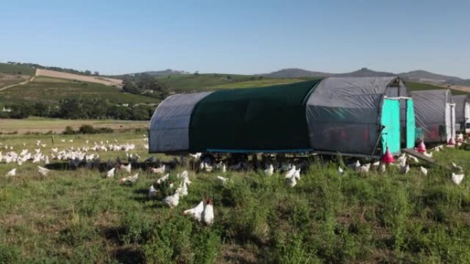 平移视图。农场上的大批自由放养有机鸡及其便携式可移动鸡舍