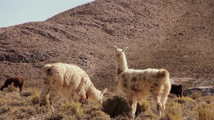 美洲驼(Lama glama)，在南美洲安第斯山脉的Altiplano驯养的南美骆驼。
