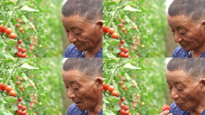 农民在温室里吃西红柿
