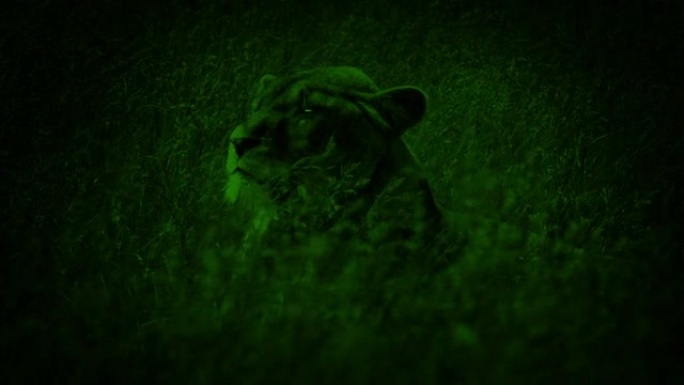 夜景母狮用发光的眼睛抬头